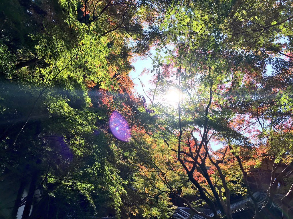 瑠璃光院の紅葉 見頃近し 2016年11月13日 撮影:MKタクシー