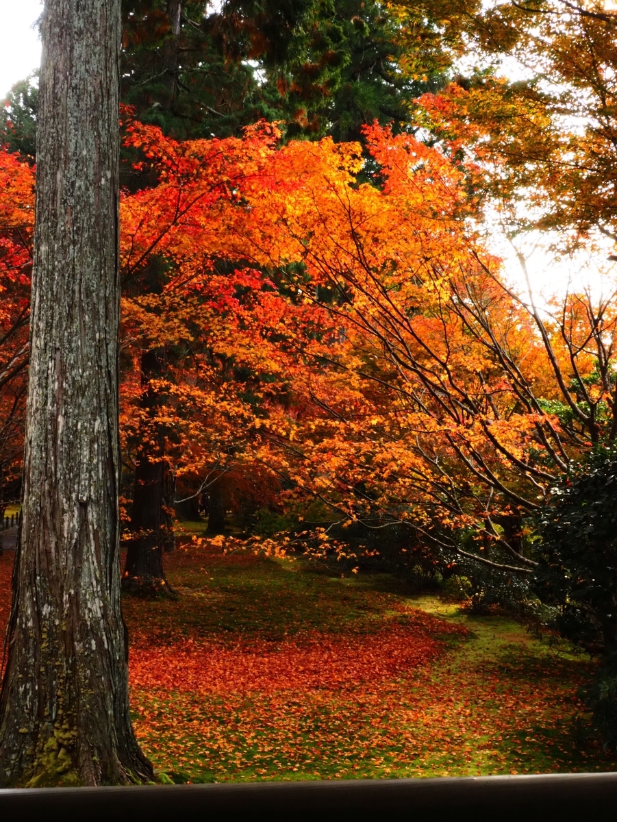 三千院の紅葉　見頃　2020年11月16日　撮影：MKタクシー