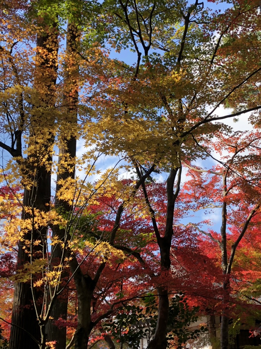 三千院の紅葉　見頃近し　2018年11月8日　撮影：MKタクシー