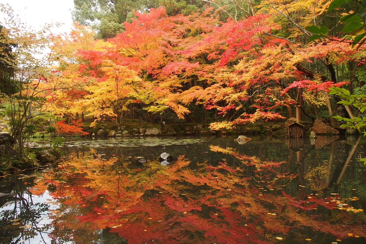 天授庵・書院南庭の紅葉 見頃 2016年11月14日 撮影:MKタクシー