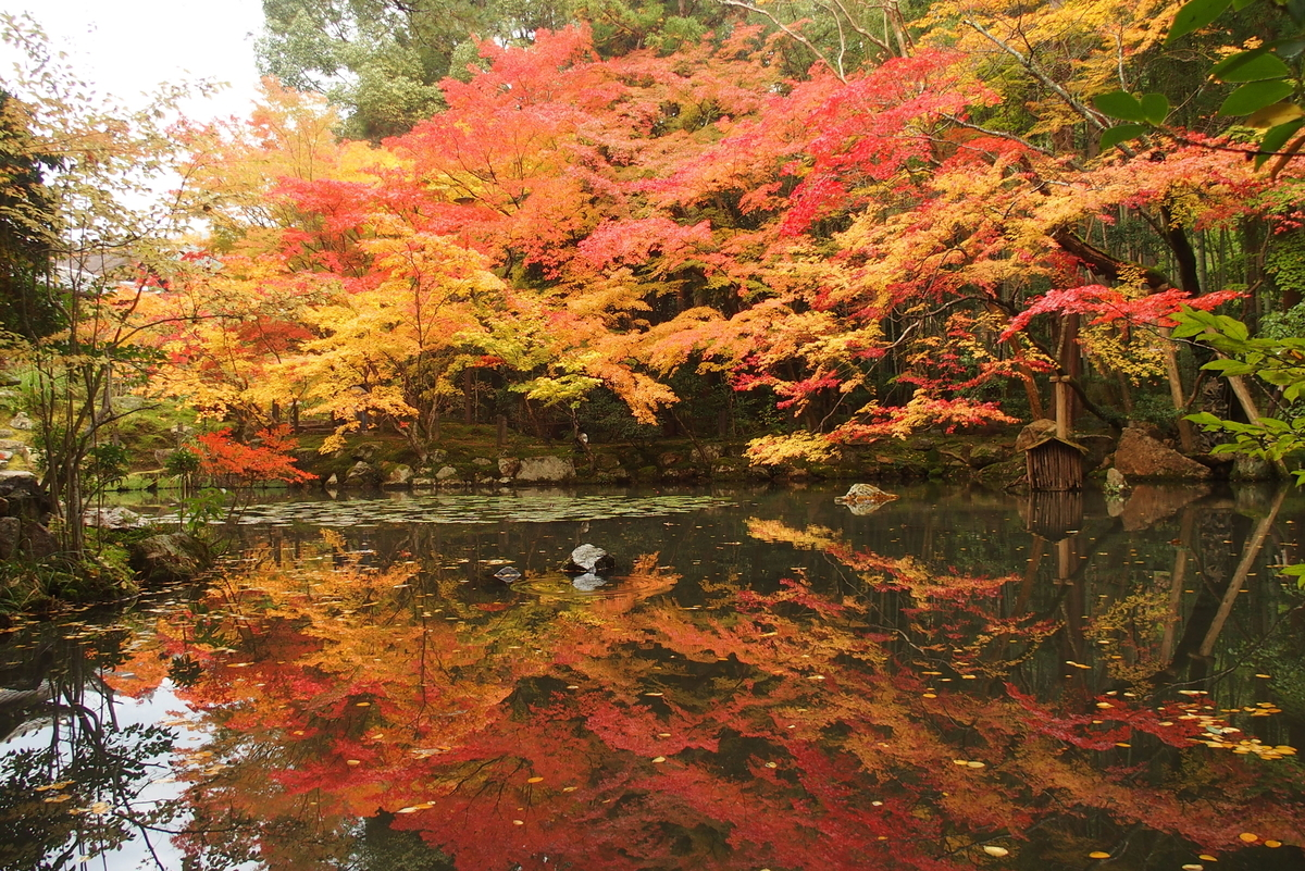 天授庵・書院南庭の紅葉　見頃　2016年11月14日　撮影：MKタクシー