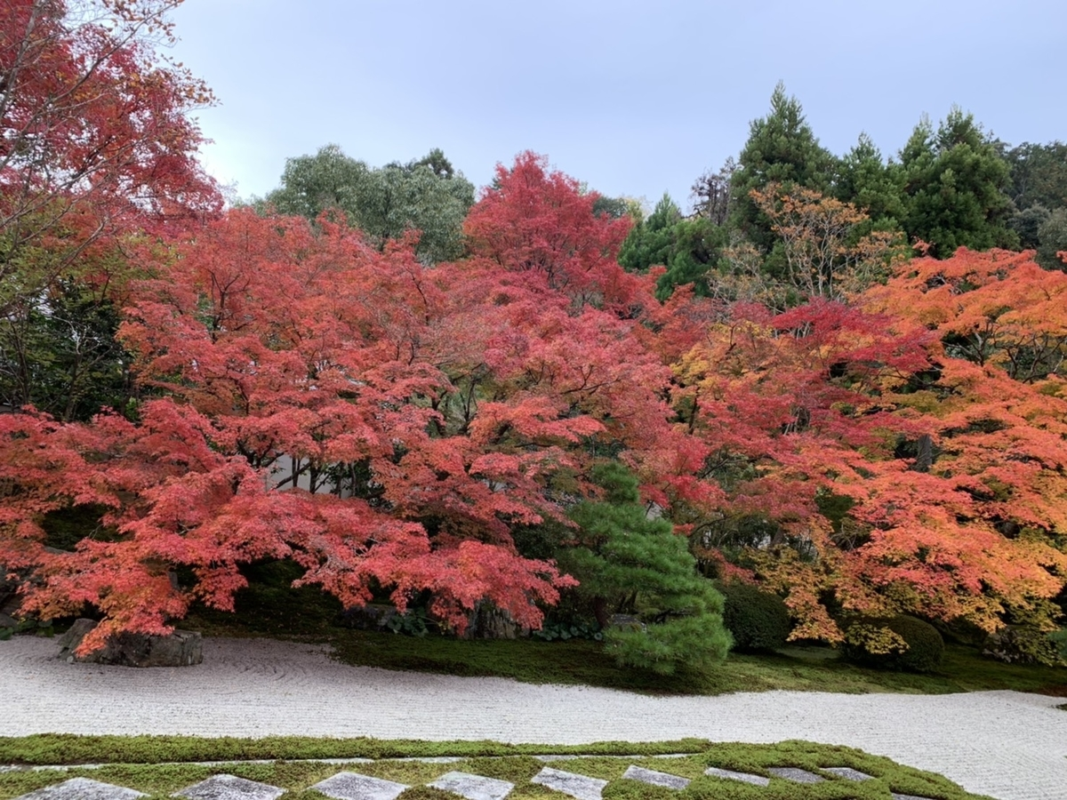 天授庵・方丈前庭の紅葉 見頃 2019年11月18日 撮影:MKタクシー