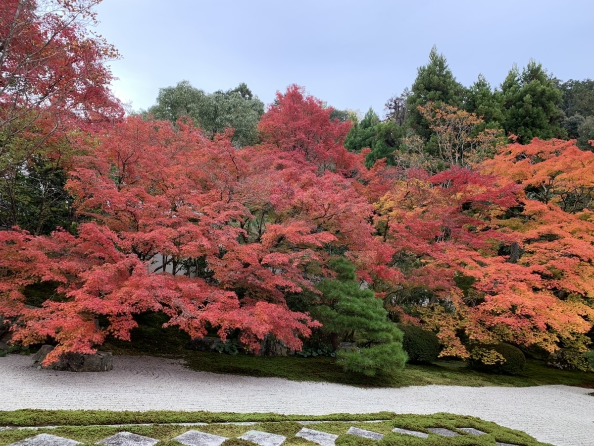 天授庵・方丈前庭の紅葉　見頃　2019年11月18日　撮影：MKタクシー