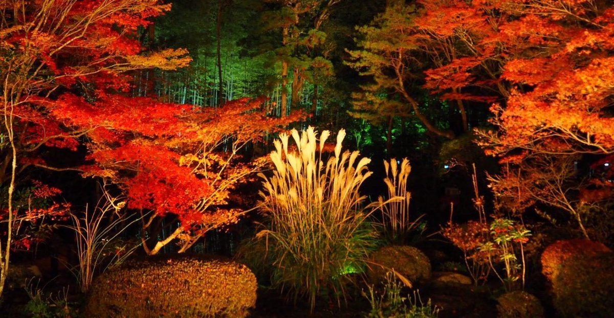 天授庵・方丈前庭の紅葉ライトアップ 見頃 2017年11月25日 撮影:MKタクシー