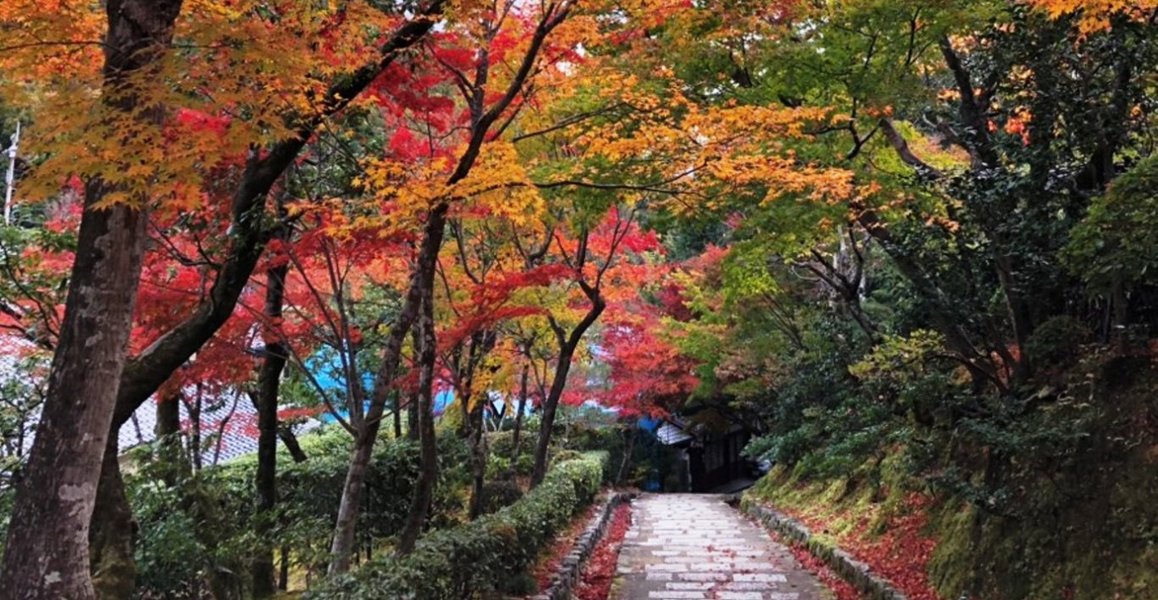 化野念仏寺・参道の紅葉 見頃 2018年11月23日 撮影:MKタクシー