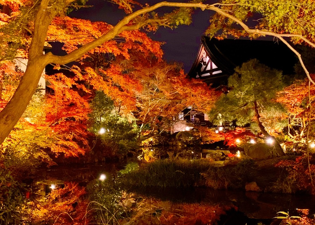 金戒光明寺・紫雲の庭の紅葉ライトアップ 見頃 2019年11月29日 撮影:MKタクシー