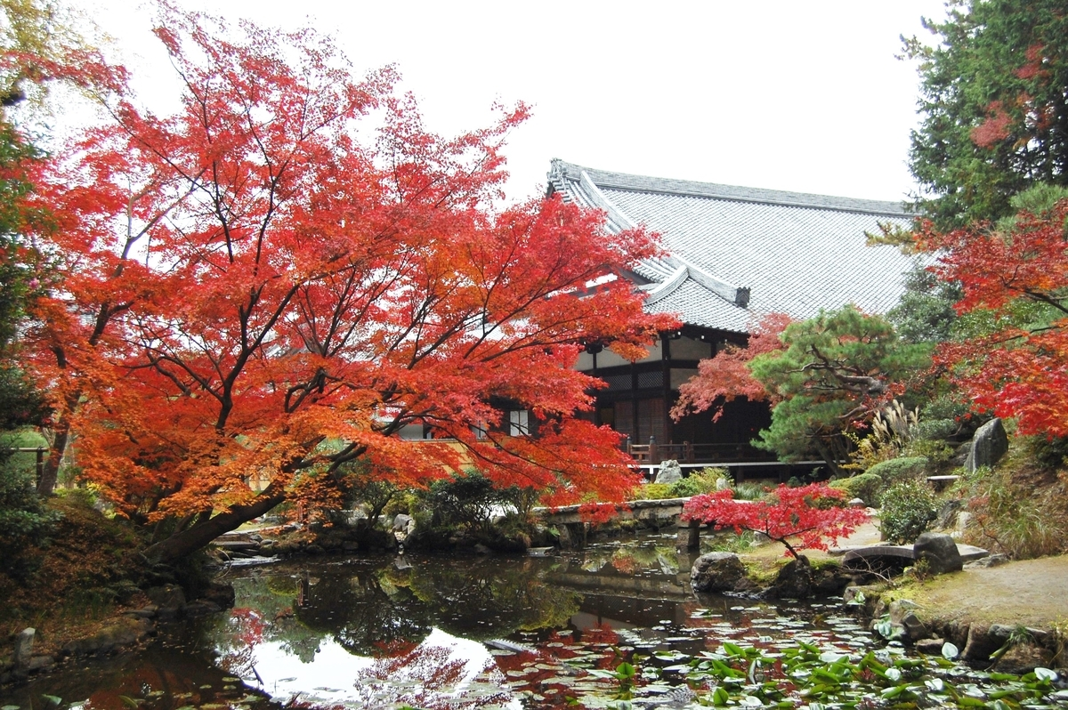 金戒光明寺・紫雲の庭の紅葉 見頃 2007年11月29日 撮影:MKタクシー