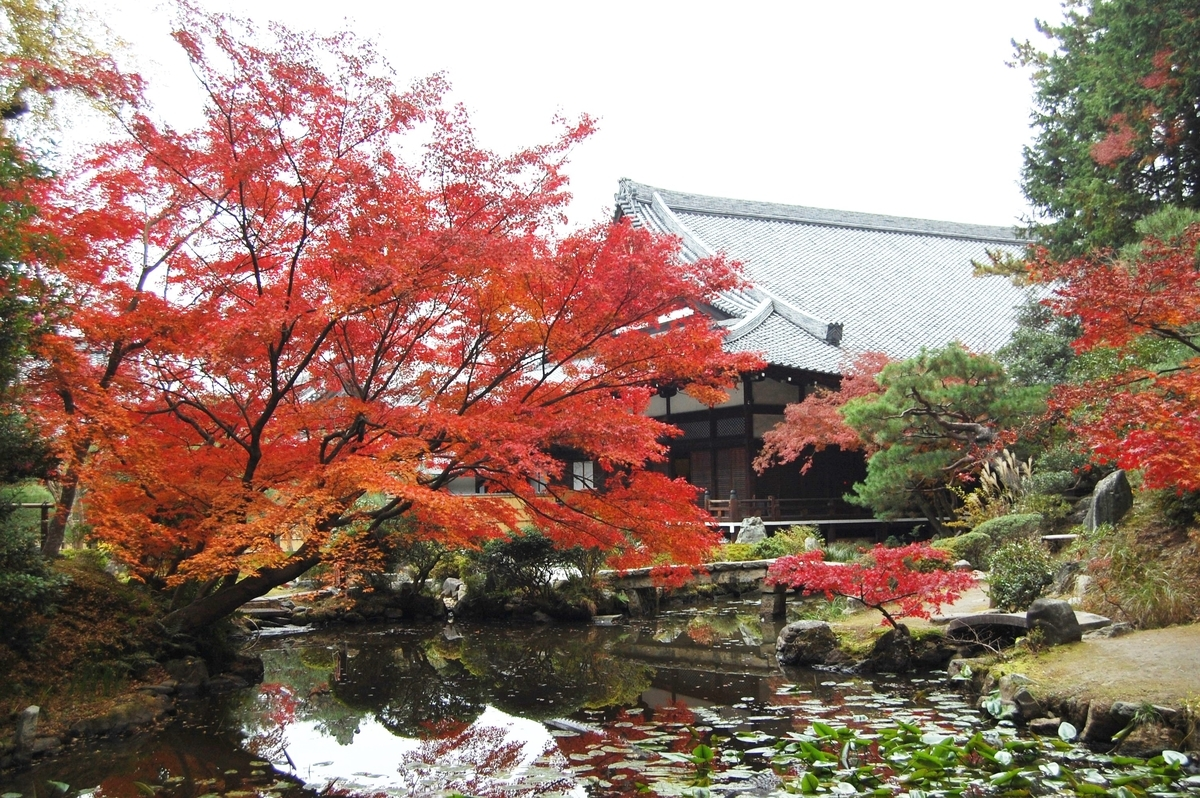 金戒光明寺・紫雲の庭の紅葉　見頃　2007年11月29日　撮影：MKタクシー