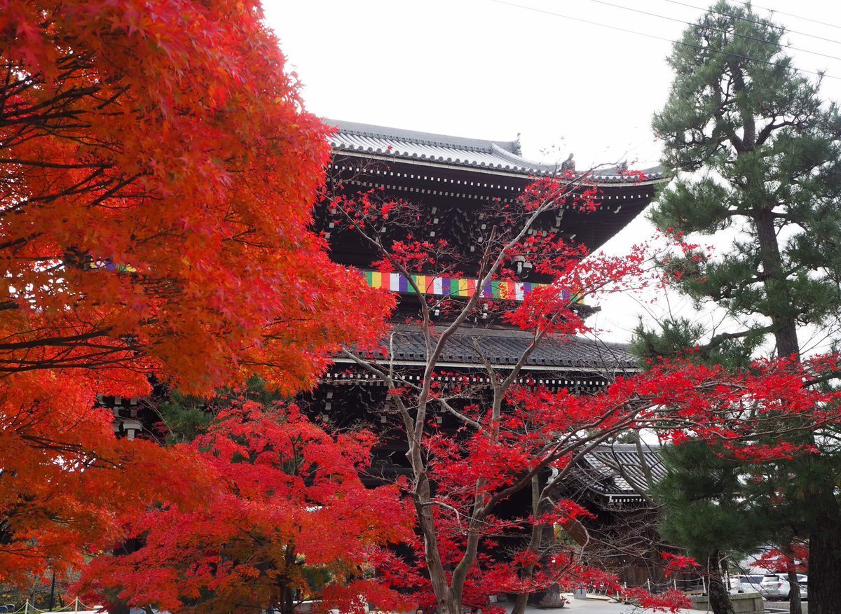 金戒光明寺・山門と紅葉 見頃 2017年11月26日 撮影:MKタクシー