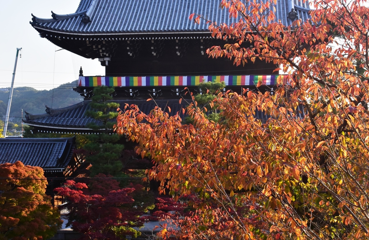 金戒光明寺・山門と桜紅葉 見頃 2020年11月12日 撮影:MKタクシー