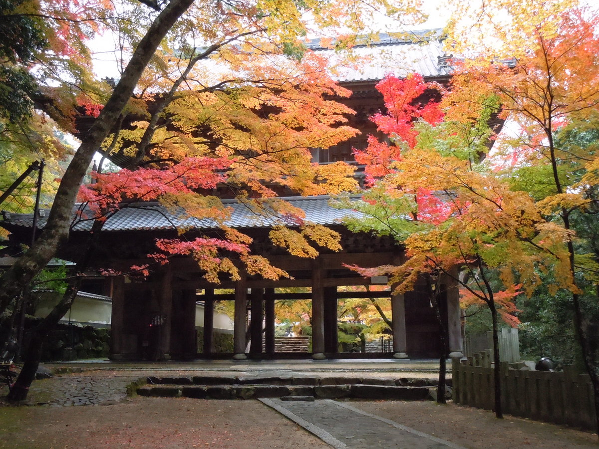 永源寺の紅葉　2011年11月20日　撮影：MKタクシー