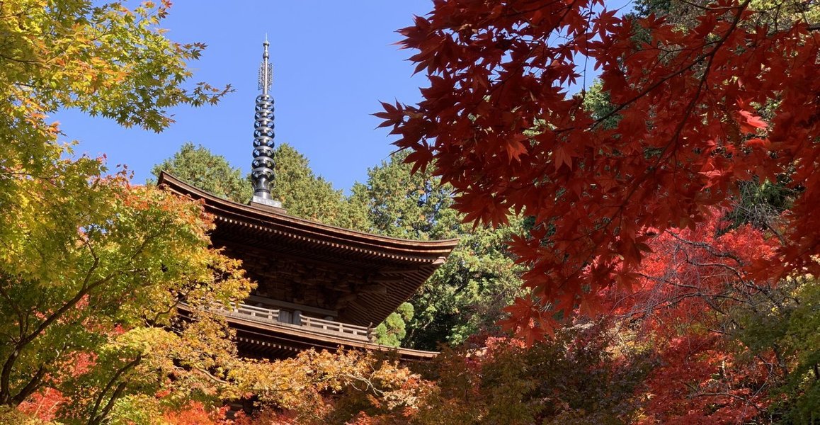 湖東三山・金剛輪寺の紅葉　2020年11月15日　撮影：MKタクシー