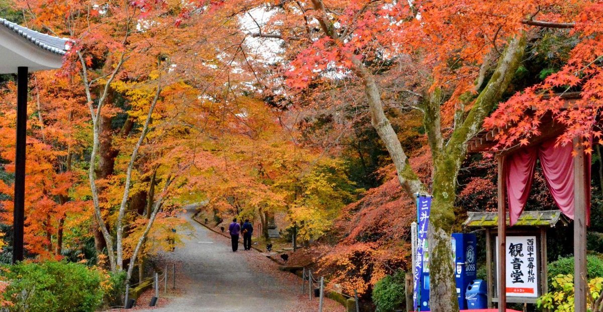 三井寺の紅葉のトンネル 2017年11月26日 撮影:MKタクシー