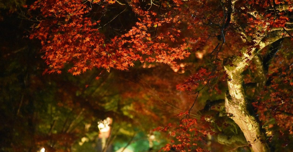 日吉大社の紅葉ライトアップ 2018年11月10日 撮影:MKタクシー