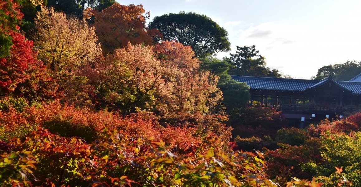 東福寺・臥雲橋から通天橋の紅葉　2020年11月10日　撮影：MKタクシー