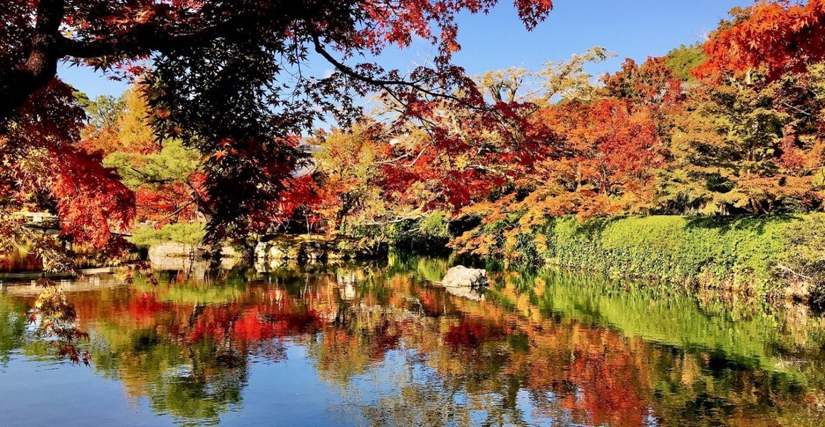 永観堂の紅葉 2020年11月11日 撮影:MKタクシー