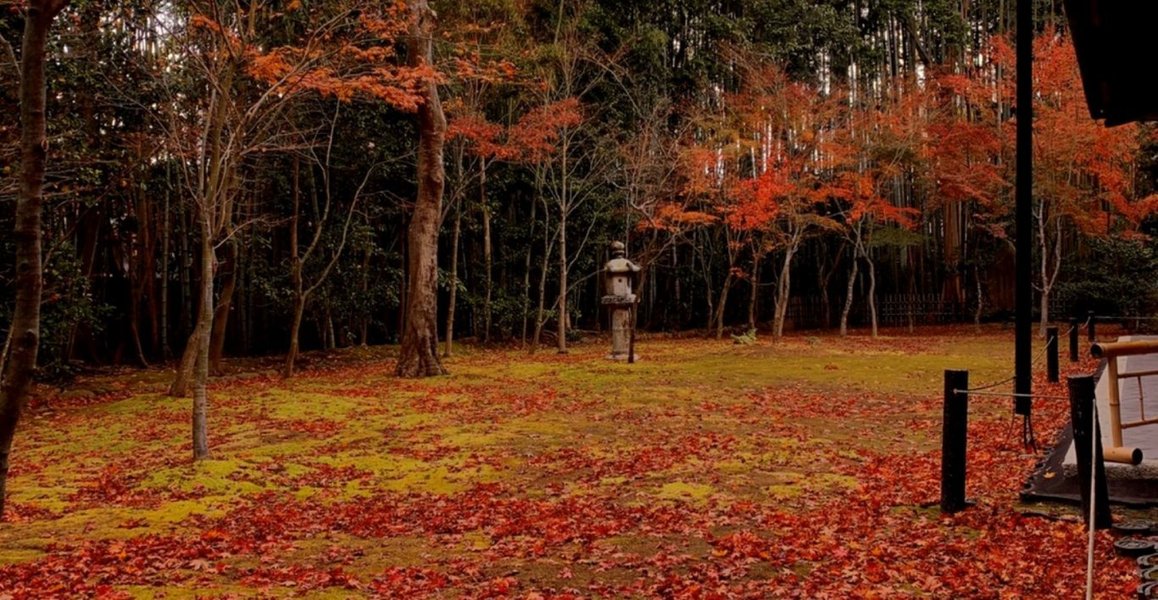 高桐院・楓の庭の紅葉 散りはじめ 2019年12月5日 撮影:MKタクシー