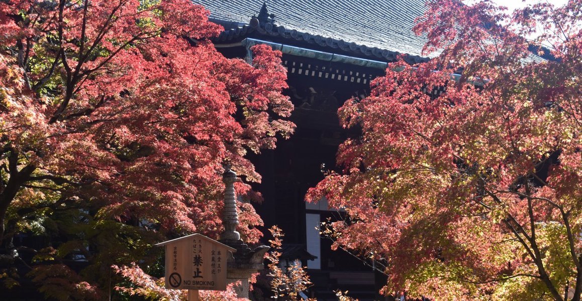 真如堂・本堂前の紅葉 見頃近し 2019年11月13日 撮影:MKタクシー