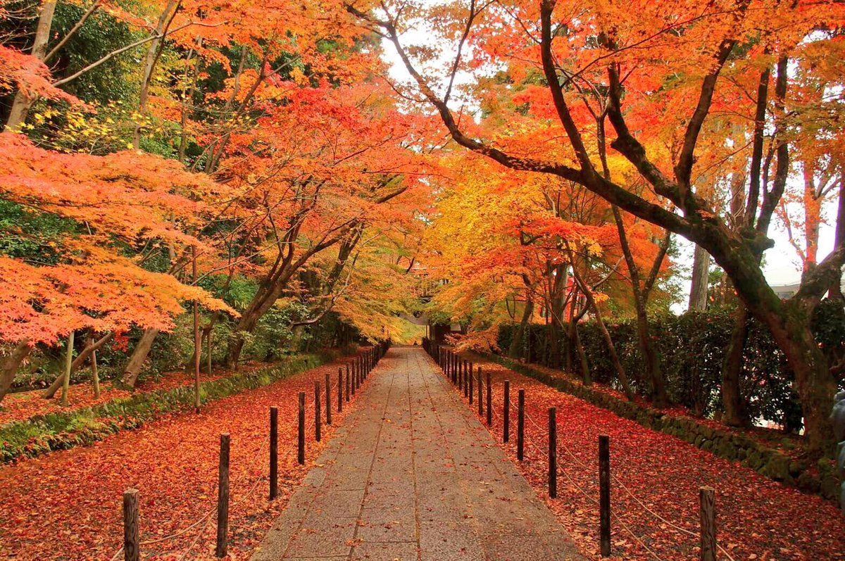 光明寺・もみじ参道の紅葉 見頃 2016年12月1日 撮影:MKタクシー