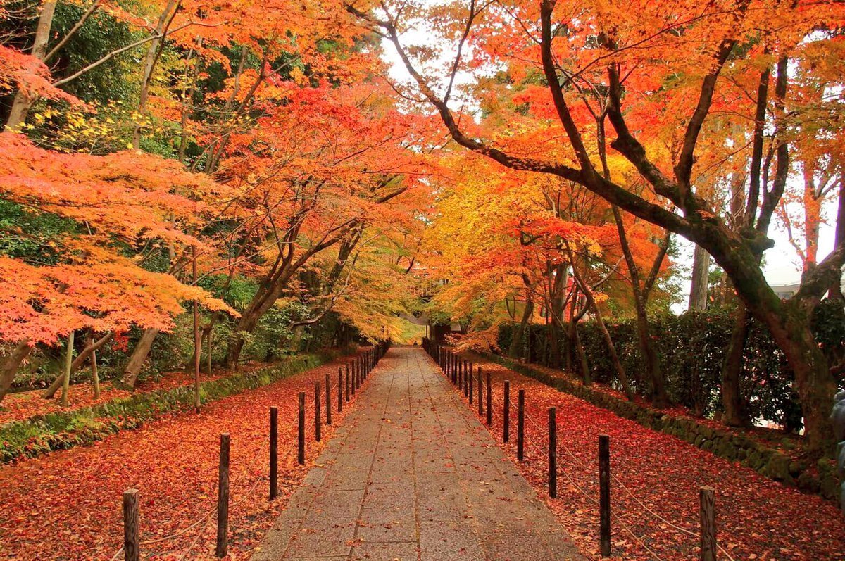 光明寺・もみじ参道の紅葉　見頃　2016年12月1日　撮影：MKタクシー