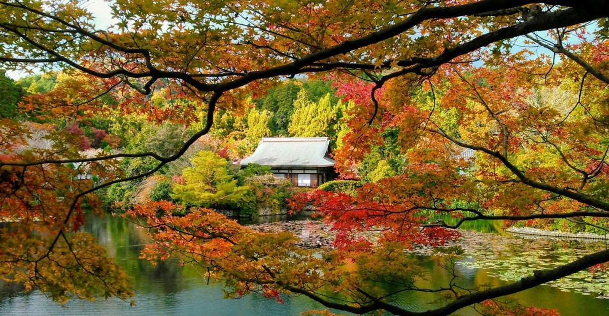 龍安寺・鏡容池庭園の紅葉 見頃 2017年11月24日 撮影:MKタクシー