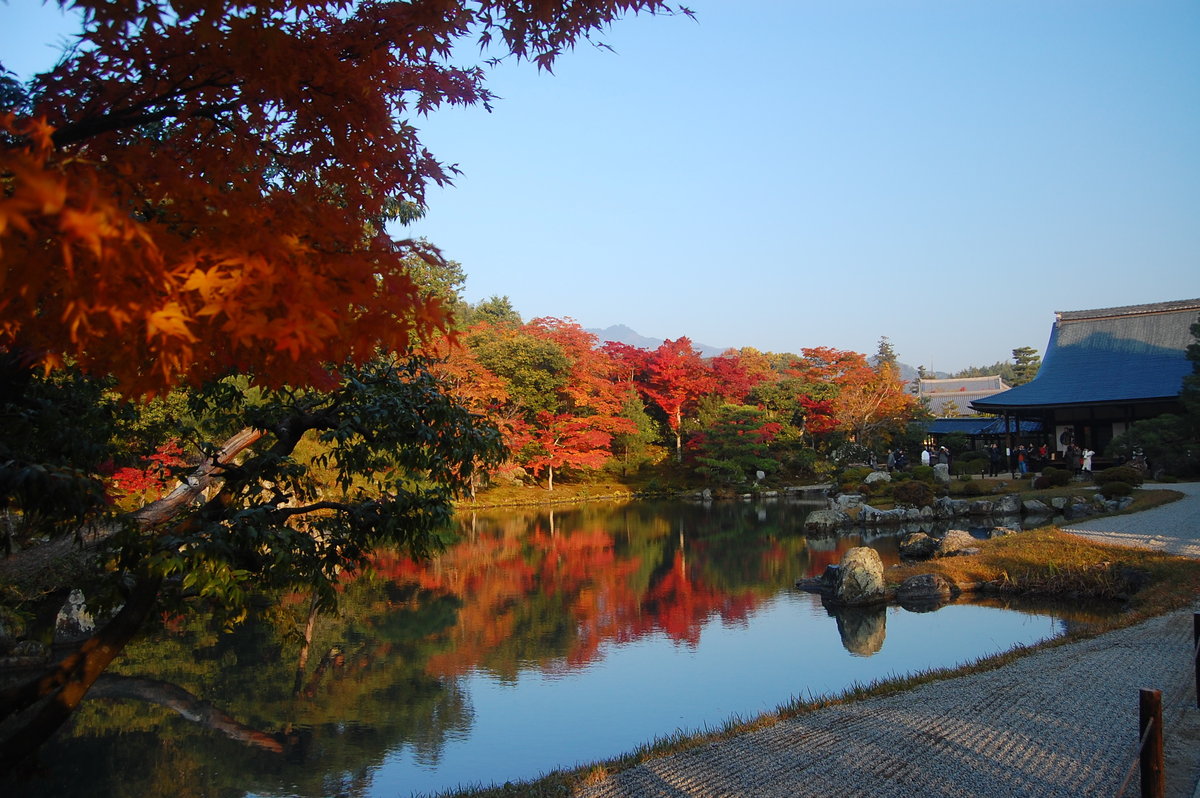 天龍寺・曹源池庭園の紅葉　見頃　2007年11月25日　撮影：MKタクシー