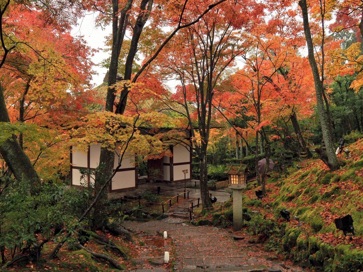 常寂光寺・仁王門と紅葉　見頃　2017年11月18日　撮影：MKタクシー