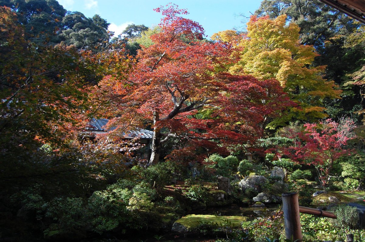 実相院・客殿庭園の紅葉　見頃　2007年11月18日　撮影：MKタクシー