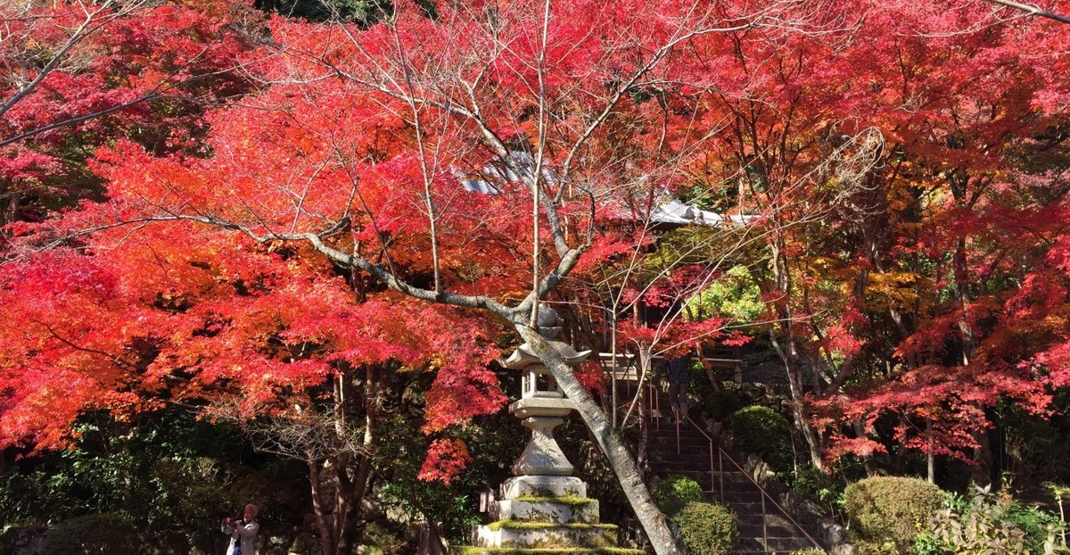 勝持寺の紅葉　見頃　2014年11月22日　撮影：MKタクシー