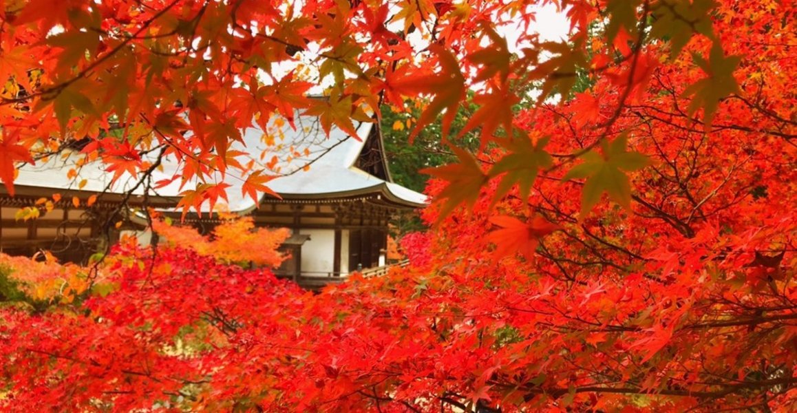 神護寺の紅葉 見頃 2018年11月13日 撮影:MKタクシー