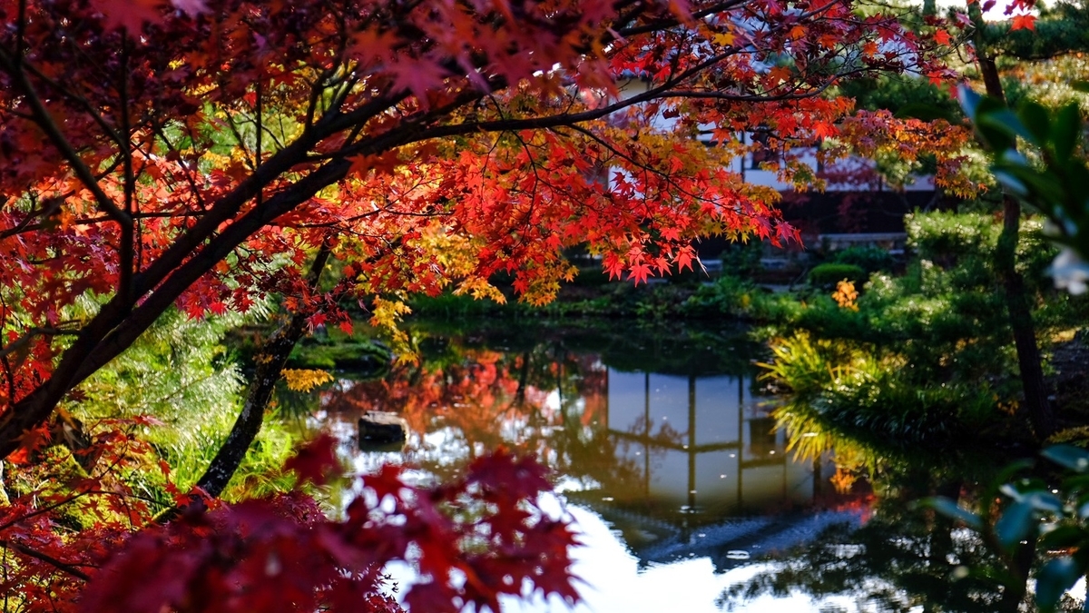 等持院の紅葉 見頃 2020年11月18日 撮影:MKタクシー