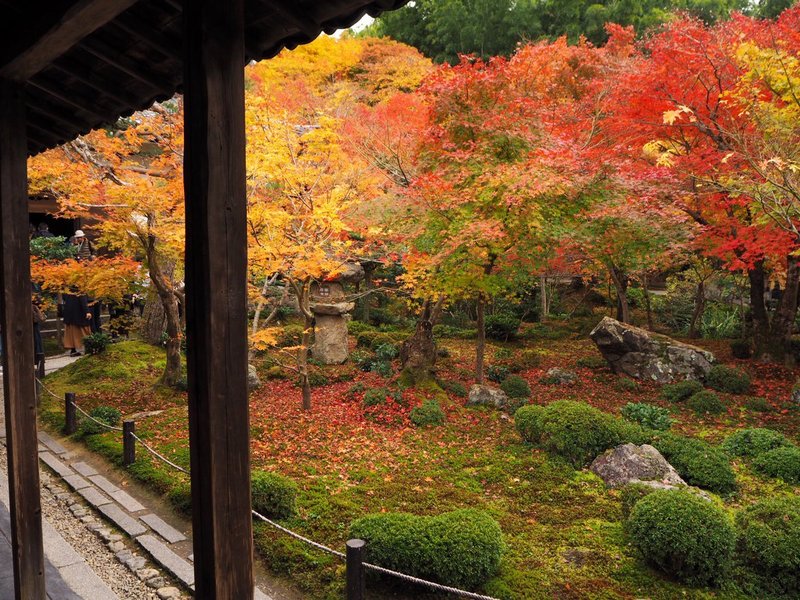 圓光寺の紅葉 見頃 2018年11月25日 撮影:MKタクシー