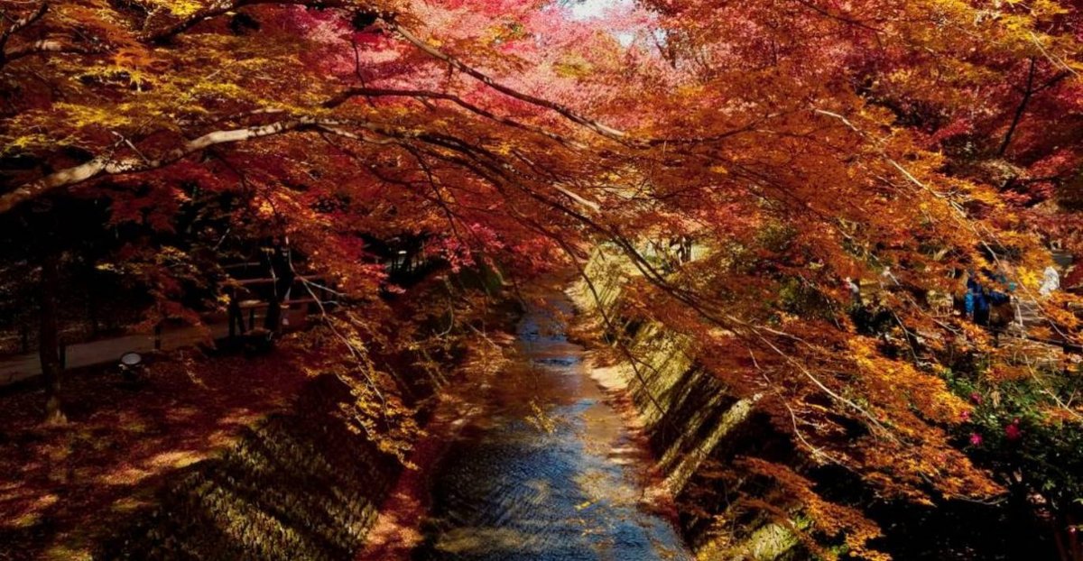 北野天満宮・もみじ苑の紅葉 見頃 2017年11月28日 撮影:MKタクシー