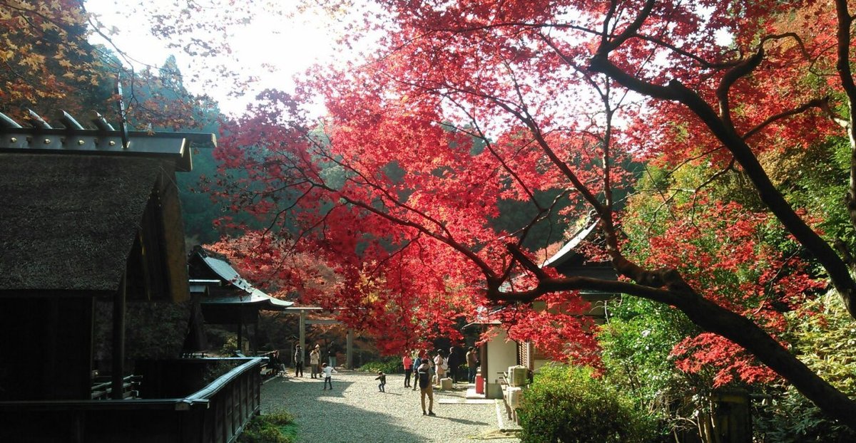 日向大神宮の紅葉 散りはじめ 2016年12月4日 撮影:MKタクシー