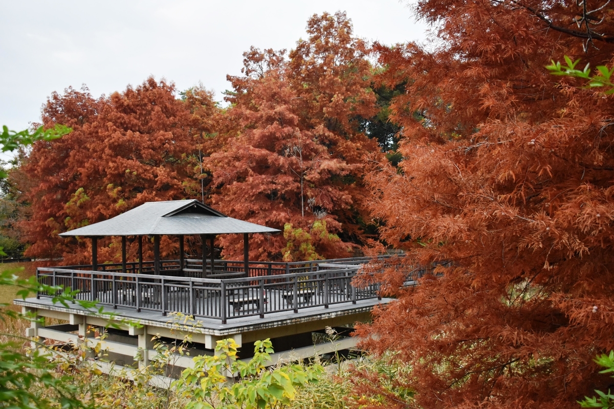 宇治市植物公園・修景池 ヌマスギの褐葉 見頃 2020年11月22日 撮影:MKタクシー