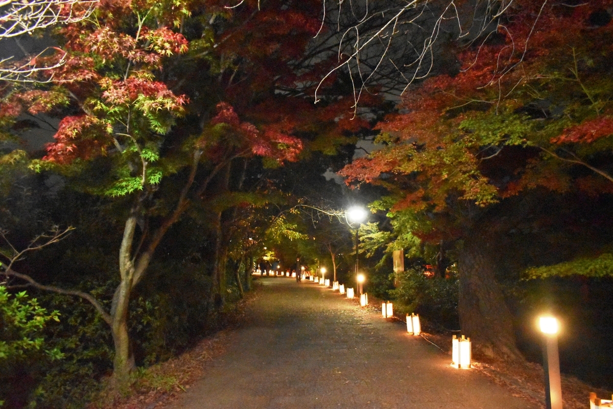 あじろぎの道・宇治灯りのみち　紅葉　見頃　2020年11月22日　撮影：MKタクシー