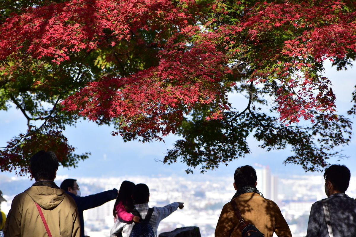 石清水八幡宮・展望台の紅葉 見頃 2020年11月22日 撮影:MKタクシー