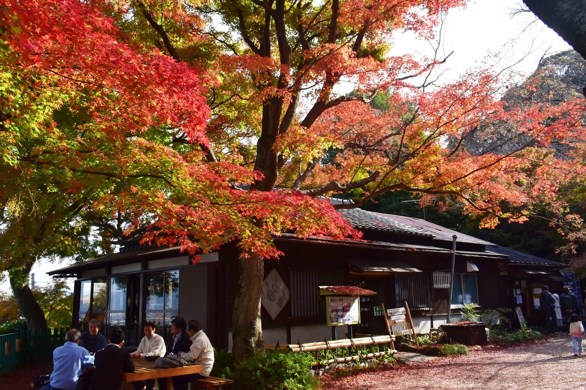 石清水八幡宮・展望台の紅葉 見頃 2020年11月22日 撮影:MKタクシー