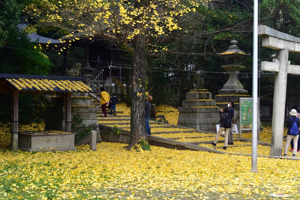 高良神社のイチョウ 終わり近し 2020年11月22日 撮影:MKタクシー
