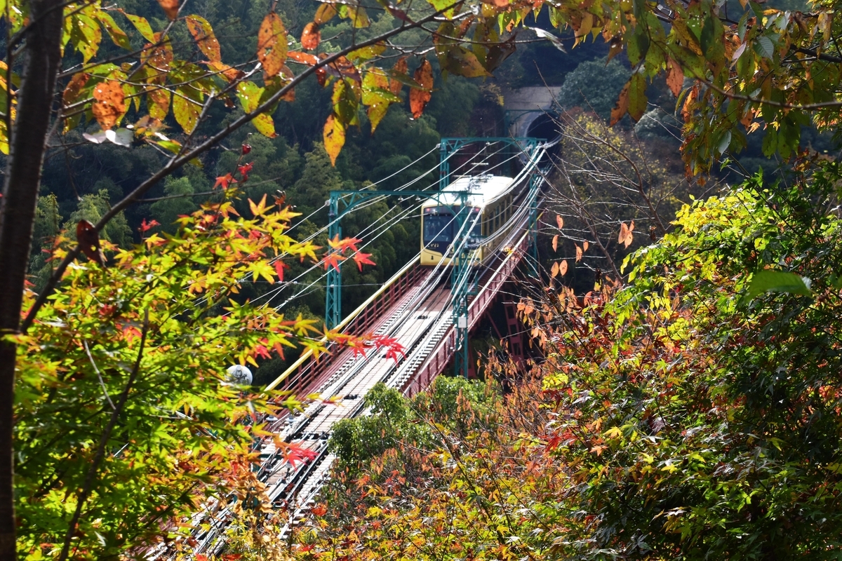 石清水八幡宮参道ケーブル・神応寺奥からの紅葉と「こがね」　見頃　2020年11月22日　撮影：MKタクシー