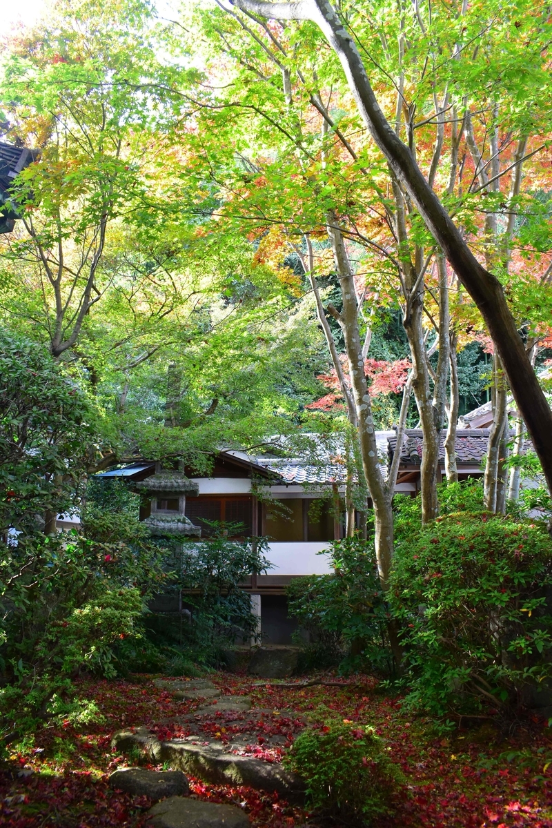 善法律寺・客殿前庭の紅葉 見頃近し 2020年11月22日 撮影:MKタクシー