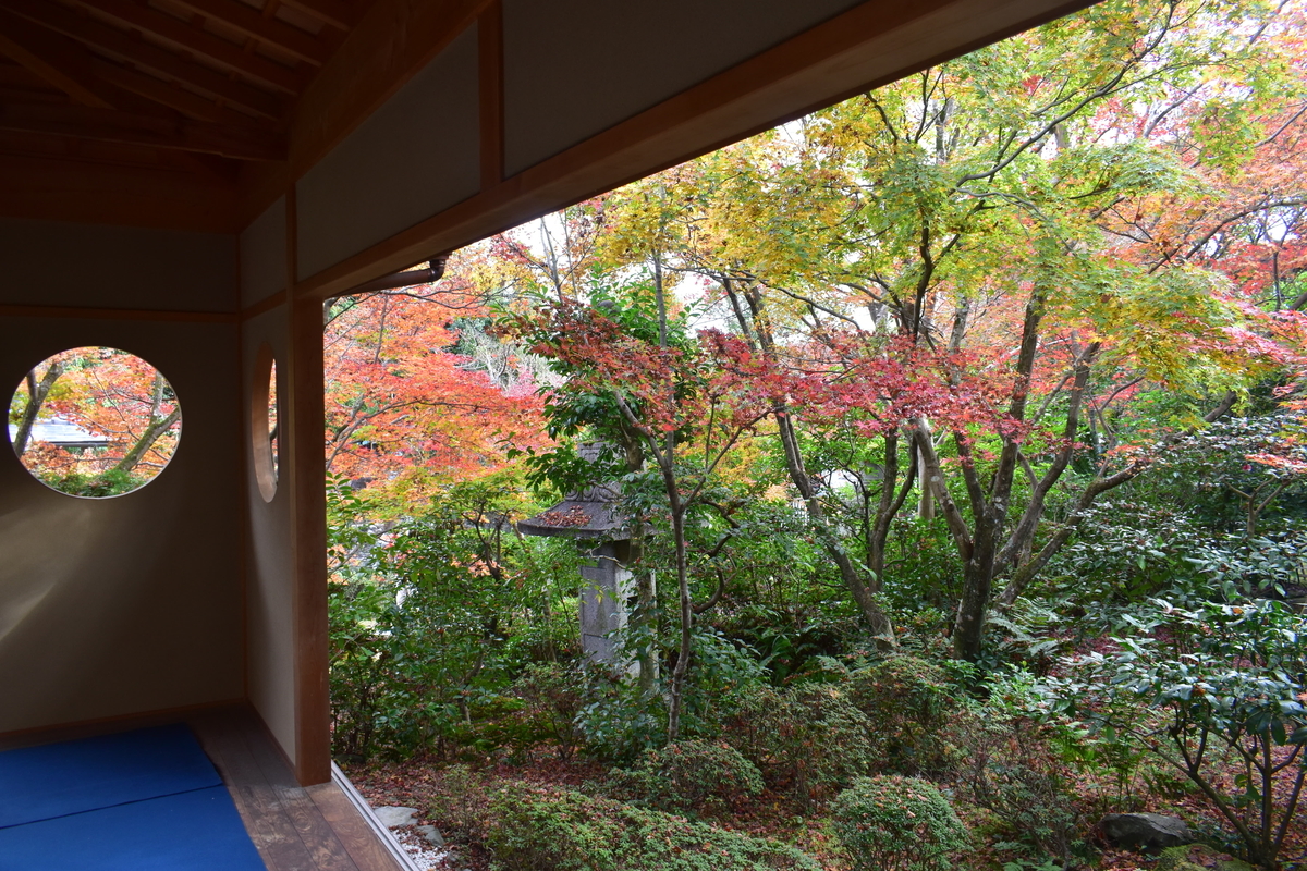 善法律寺・客殿の「もみじの円窓」　見頃　2020年11月22日　撮影：MKタクシー