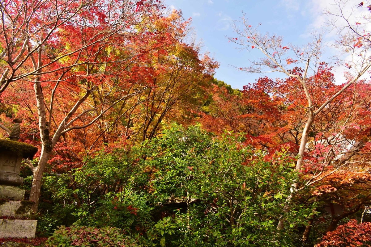 善法律寺の紅葉　見頃　2020年11月22日　撮影：MKタクシー