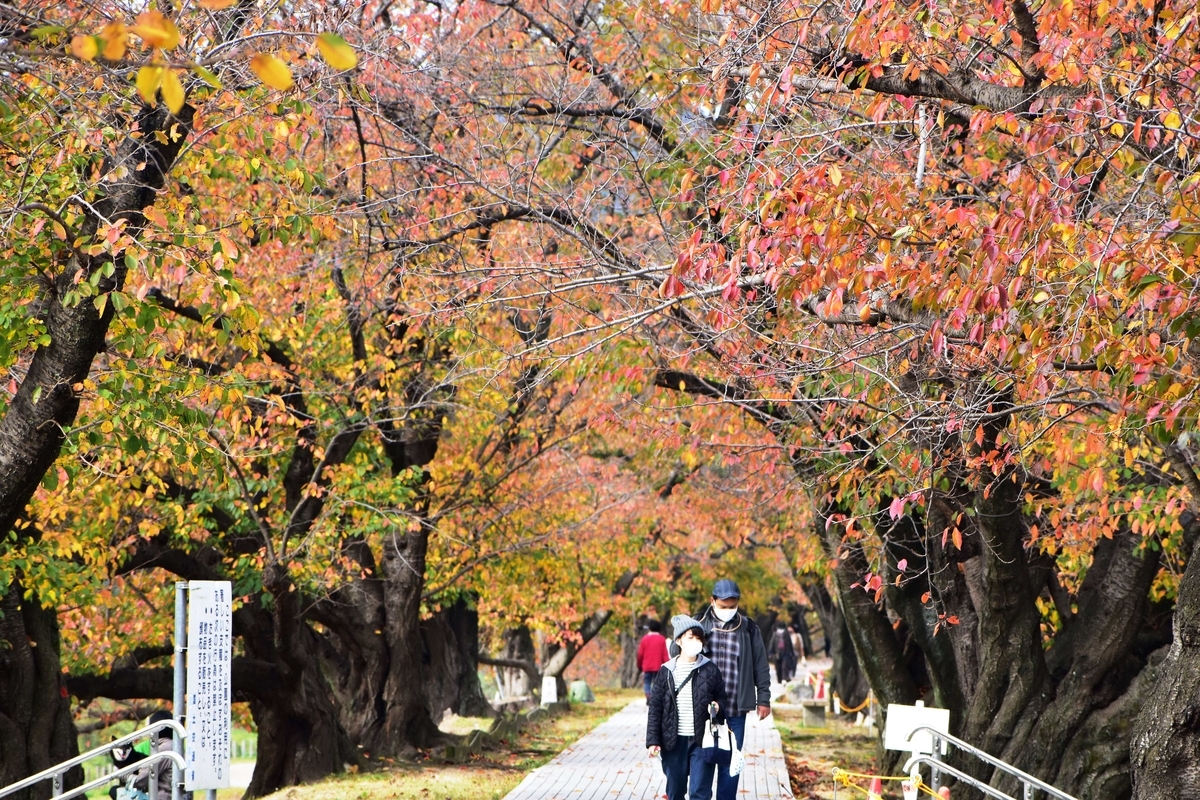 背割堤・ソメイヨシノの桜紅葉 散りはじめ 2020年11月22日 撮影:MKタクシー