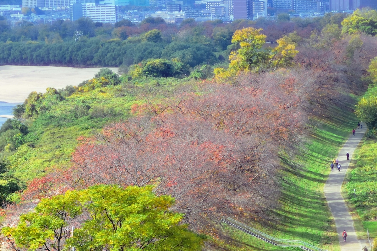 背割堤・ソメイヨシノの桜紅葉 散りはじめ 2020年11月22日 撮影:MKタクシー