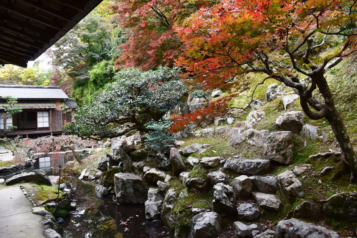 正法寺・書院庭園の紅葉 散りはじめ 2020年11月22日 撮影:MKタクシー