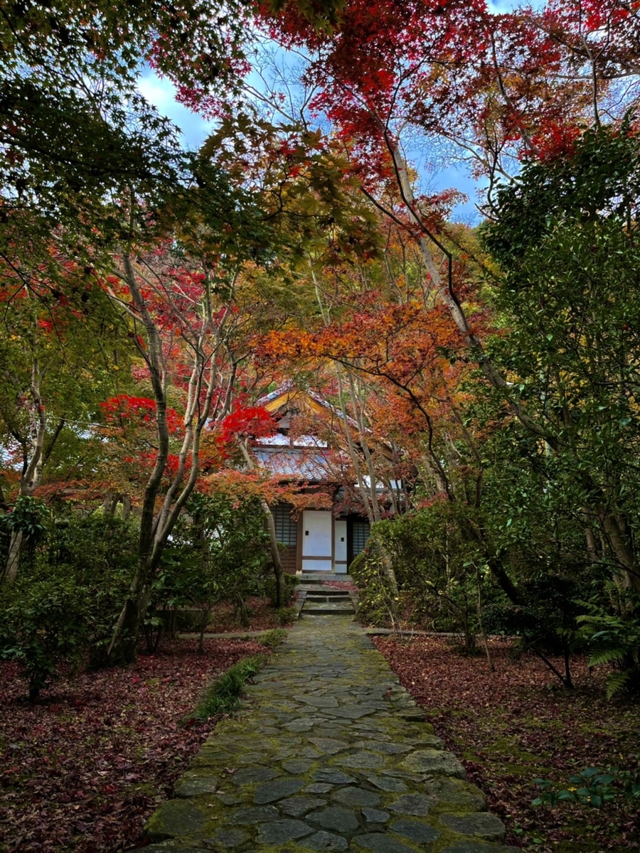 善法律寺の紅葉　見頃　2020年11月25日　撮影：MKタクシー