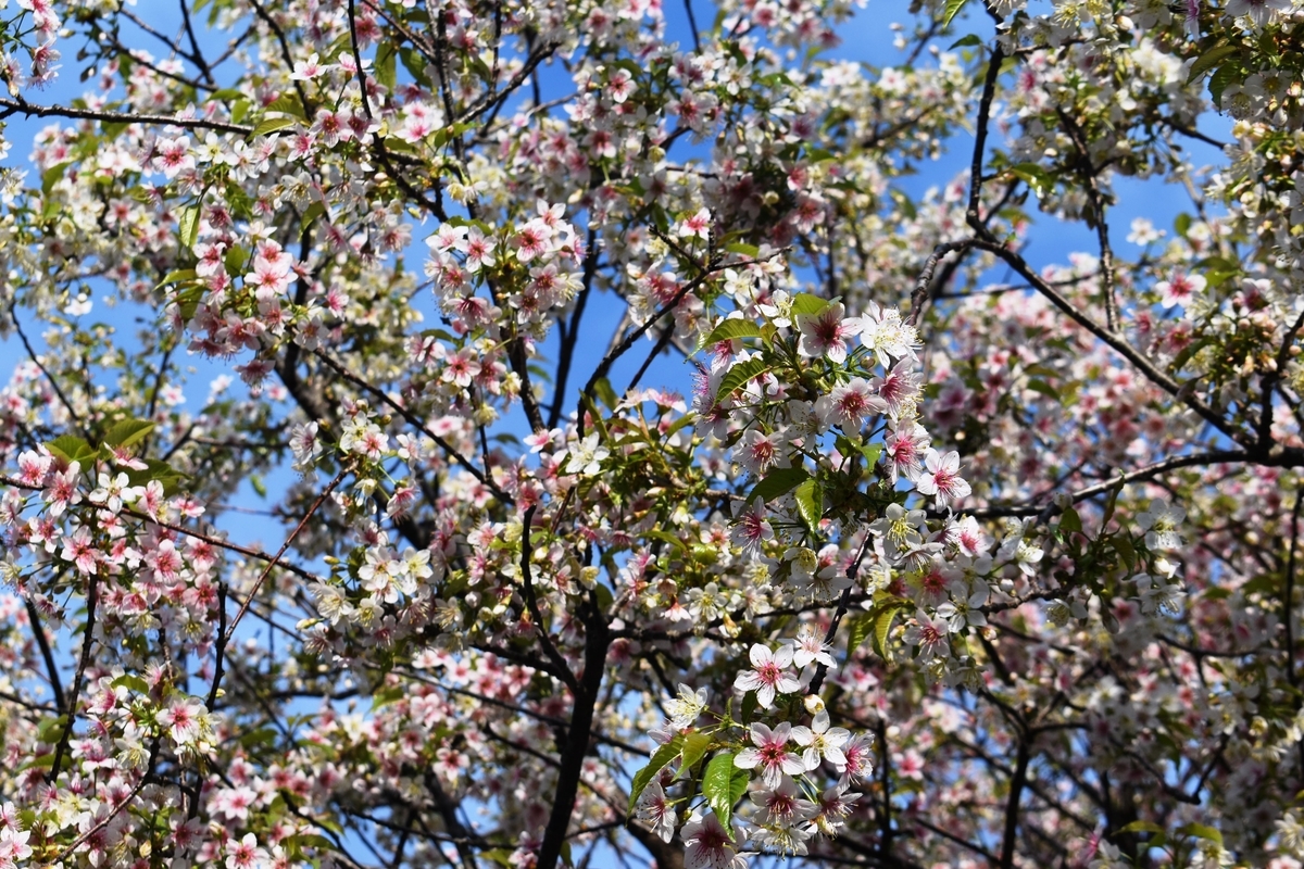 ヒマラヤザクラ　桂川堤防（鳥羽の大石付近）　撮影：MKタクシー