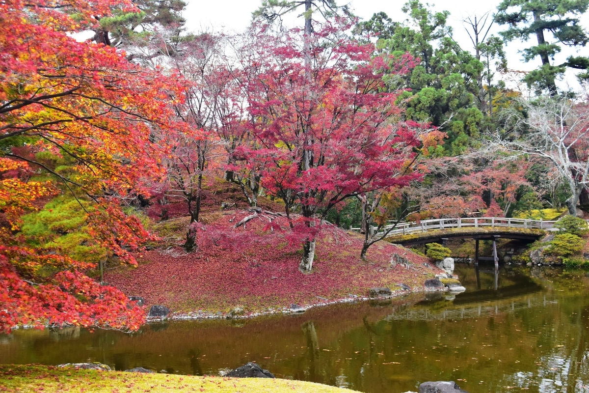 仙洞御所・南池の紅葉　散りはじめ　2020年11月26日　撮影：MKタクシー