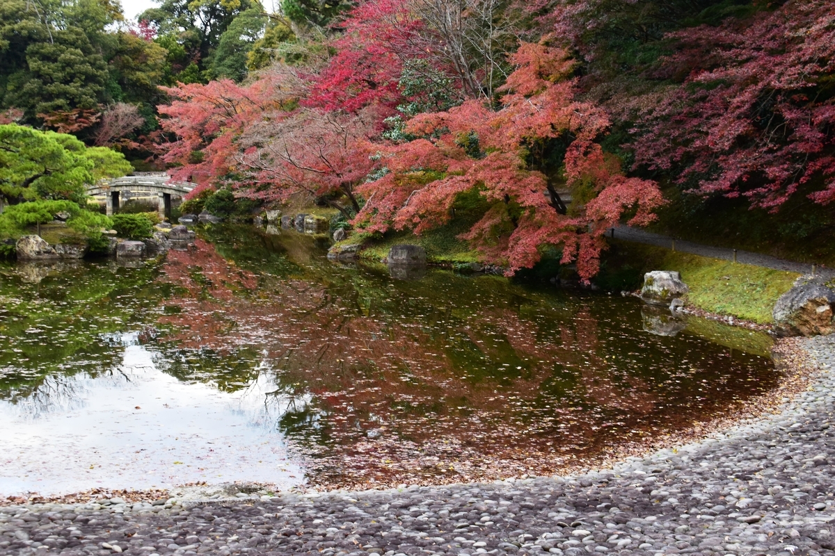 仙洞御所・南池の紅葉　散りはじめ　2020年11月26日　撮影：MKタクシー